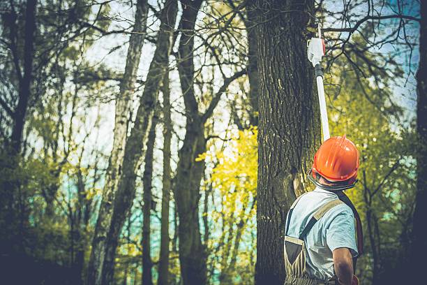 Reliable Smithfield, VA Tree Care Solutions